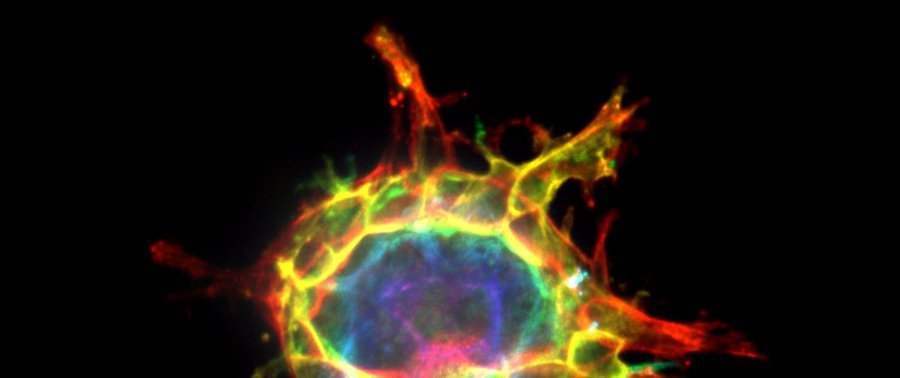 Fluorescence microscopy image of a group of cells