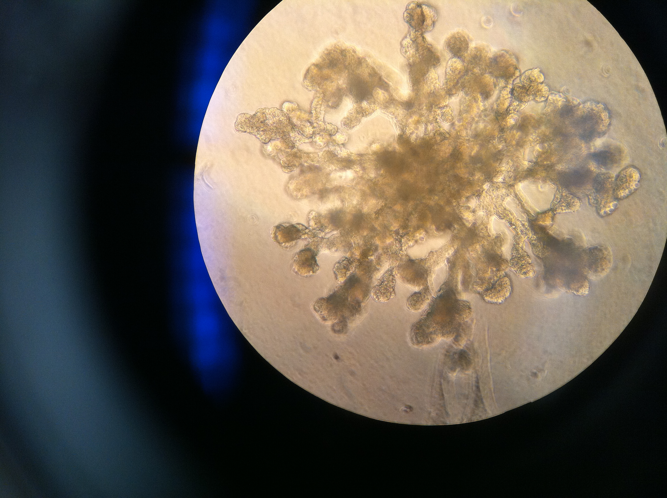 Image of human cells in 3D culture