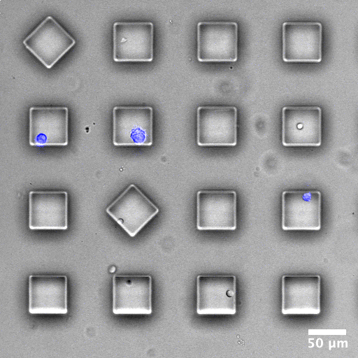 Microscopy image of cells in a microfabricated PDMS gel