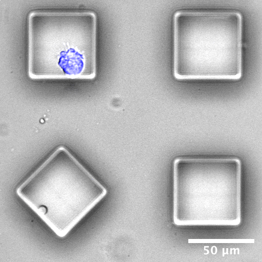 Microscopy image of a cell in a microfabricated PDMS gel